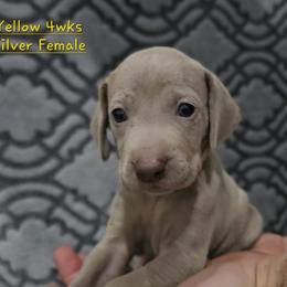 Yellow Collar - Silver gray female Weimaraner puppy in Indiana from So-IN Weimaraner's