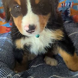 Koda - Tri-color female Bernese Mountain Dog puppy in Shiloh, Georgia from Doodle Mountain