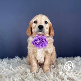 Rosalina - Cream female Companion Cross puppy in Utah County, Utah from Big Hearted Breeders