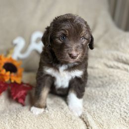 Holly - Brown and white female Aussiedoodle puppy in Lookout, California from Remington Kennels, LLC