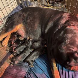 Rottweilers from Patrick's Pups