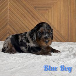 Blue Boy - Merle male Goldendoodle puppy in Modesto, California from Two Doods Doodles