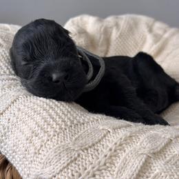 Female 2 - Black female Giant Schnauzer puppy in St George, Utah from Schnauzer Ranch