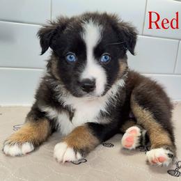 Red - Black tri male Miniature Australian Shepherd puppy in Newberry, Florida from Southern with Grace Mini Aussies