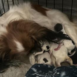 Papillon Puppies from Poolside Papillons