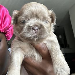 Poodle and Shih Tzu Puppies from Royalti Pups