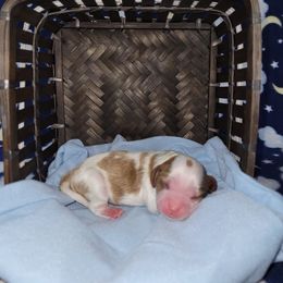Cavalier King Charles Spaniel Puppies from Moon Dream Cavaliers