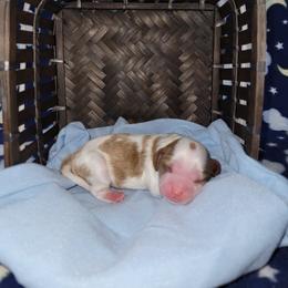 Cavalier King Charles Spaniel Puppies from Moon Dream Cavaliers
