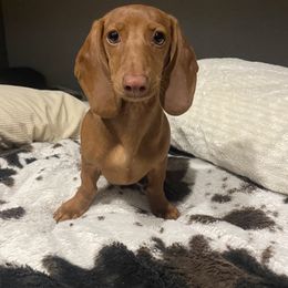 Ruby - Dachshund