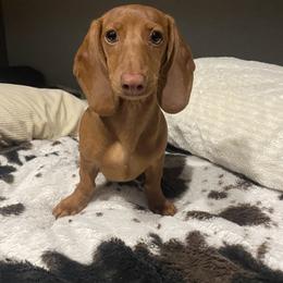 Ruby - Dachshund