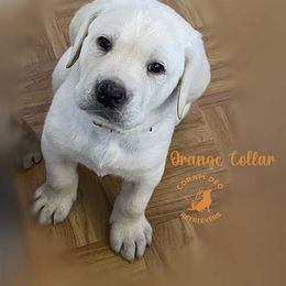 Orange Collar Male - Yellow Labrador Retriever puppy in Greater Houston Area, Texas from Coram Deo Retrievers