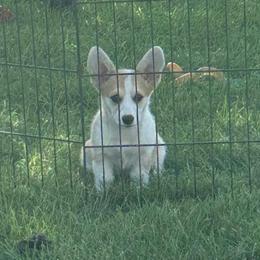 Penelope - Red female Pembroke Welsh Corgi puppy in Urbana, Ohio from Edgewood Farm and Kennel