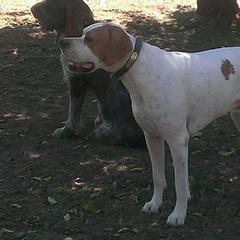 Will - Pointer