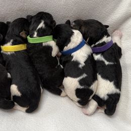 Wire Fox Terrier Puppies from Linwood Wires