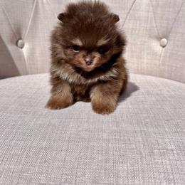 Maple - Chocolate and tan male Pomeranian puppy in Canandaigua, New York from Fingerlakes Pomeranians