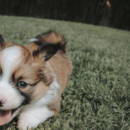 American Corgi and Pembroke Welsh Corgi Puppies from Witch Creek Corgis