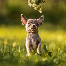 Chihuahua and Maltese Puppies from Happy Petit Paws