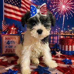 Prissy - Parti female Miniature Schnauzer puppy in Carriere, Mississippi from Sassy Schnauzers