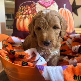 Maple - Red  male Goldendoodle puppy in Chino Valley, Arizona from Bass Creek Doodles