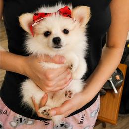 Daisy - Cream parti female Pomeranian puppy in Newport News, Virginia from Itty Bitty Poms