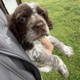 Girl 1 - White and black female English Springer Spaniel puppy in Bonifay, Florida from Sherrouse English Springer Spaniels