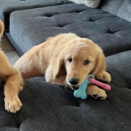 Golden Retriever Puppies from Retrieving Goldens