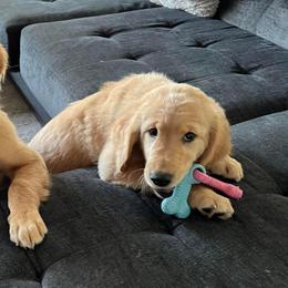 Golden Retriever Puppies from Retrieving Goldens
