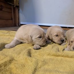 Saturn - Golden male Golden Retriever puppy in Lakeside, Arizona from Tall Pines Goldens
