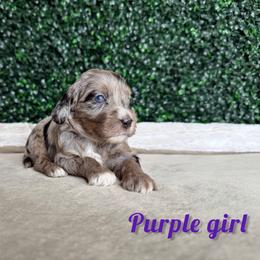 Purple Girl - Merle female Goldendoodle puppy in Modesto, California from Two Doods Doodles