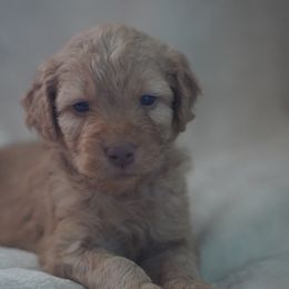 Goldendoodle Puppies from MissPatsDoodles