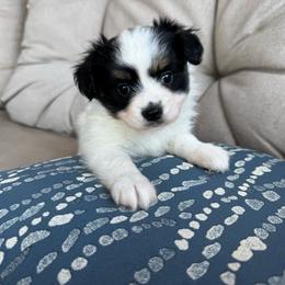 Laken's Tri colored girl - White black and tan female Papillon puppy in Shirley, Arkansas from Lucky Pups