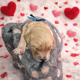 Black - Apricot male Goldendoodle puppy in Boise, Idaho from Goldendoodle Baby