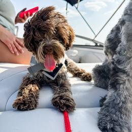 Millie AKA Bunny - Australian Labradoodle