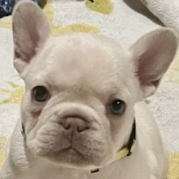 French Bulldogs from Bromstead French Bulldogs