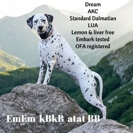 Dalmatian puppies from Destination Dalmatian