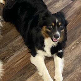 Mak - Miniature Australian Shepherd