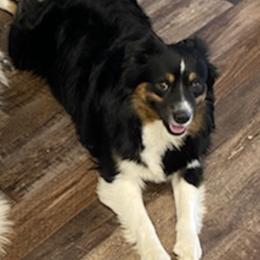 Mak - Miniature Australian Shepherd