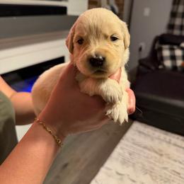 Sunny (Brown) - Light golden male Golden Retriever puppy in Jacksonville, Florida from River City Golden Retrievers