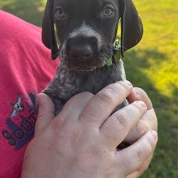 Pua - Liver roan male German Shorthaired Pointer puppy in Marshfield, Missouri from Pebblebrook German Shorthaired Pointers