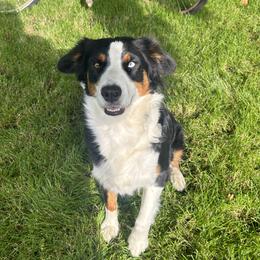 Molly - Australian Shepherd