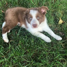 Border Collie Puppies from Harmonie 21 Border Collies