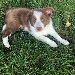 Border Collie Puppies from Harmonie 21 Border Collies