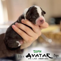 Toph - Brown and white Aussiedoodle puppy in Hampton Falls, New Hampshire from The Honest Egg Doodles