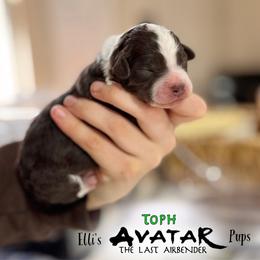 Toph - Brown and white Aussiedoodle puppy in Hampton Falls, New Hampshire from The Honest Egg Doodles