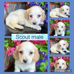 Scout - Fawn (isabella) and cream male Dachshund puppy in Elko, Nevada from Willow Creek Dachshunds, Collies and pembroke welsh Corgis