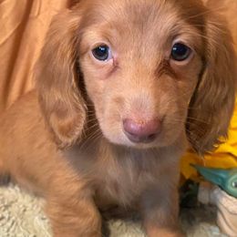 Dachshunds from Lilac City Doxies