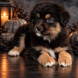 Gabbana - Black tri-color female Australian Shepherd puppy in Fultonville, New York from Sandy Aussies, Mini Dachshunds & Pomeranians