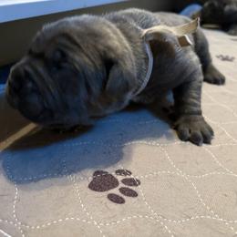 Jestor - Gray male Cane Corso puppy in Dunnellon, Florida from High Royal Kennel