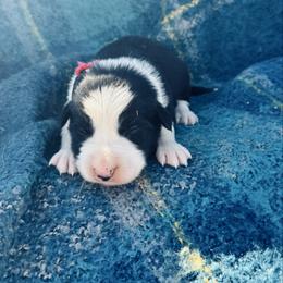 Ref - Black and white female Border Collie puppy in Minden, Iowa from Rocking N Registered Border Collies & Labradors