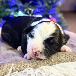 Mistletoe - Black tri female Miniature American Shepherd puppy in Bayard, Nebraska from Puppies by Alies